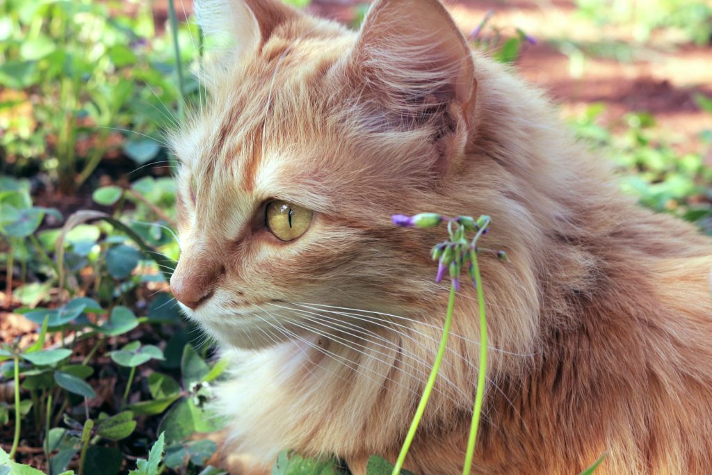 Plantas nocivas para gatos en casa