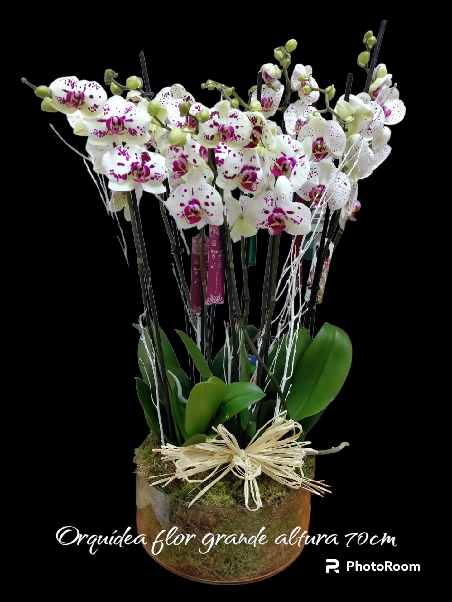 Orquídea Natural MADRID
