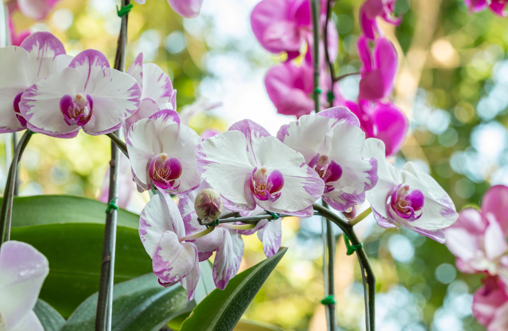 curiosidades sobre las orquídeas